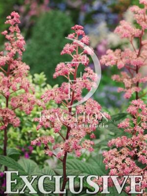 botanic stock photo Rodgersia