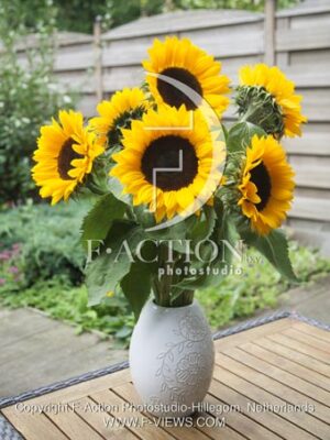 botanic stock photo Helianthus