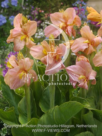 botanic stock photo Canna