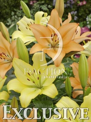 botanic stock photo Lilium