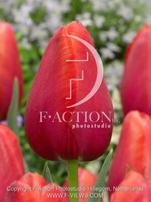 botanic stock photo Tulipa