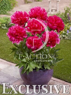 botanic stock photo Paeonia