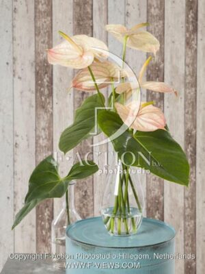 botanic stock photo Anthurium