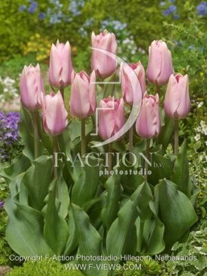 botanic stock photo Tulipa