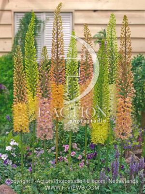 botanic stock photo Eremurus