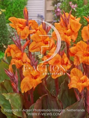 botanic stock photo Canna