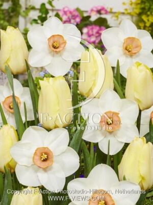 botanic stock photo Tulipa