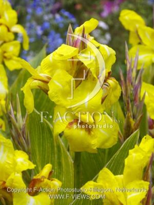 botanic stock photo Canna