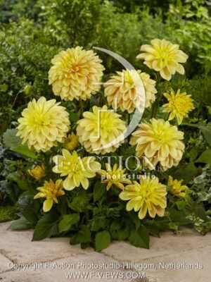 botanic stock photo Dahlia