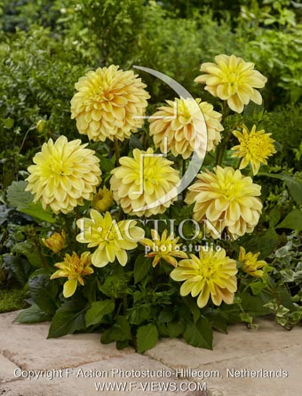 botanic stock photo Dahlia