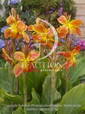 botanic stock photo Canna
