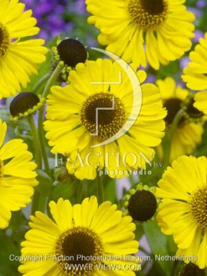botanic stock photo Helenium