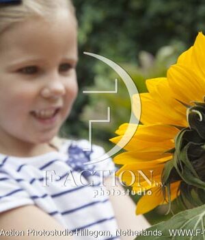 botanic stock photo Helianthus