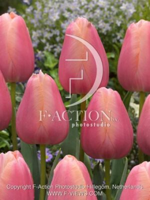 botanic stock photo Tulipa