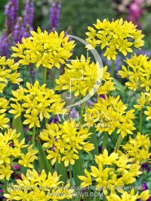 botanic stock photo Allium
