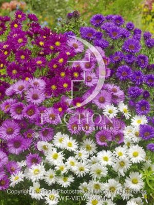 botanic stock photo Aster