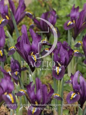 botanic stock photo Iris reticulata