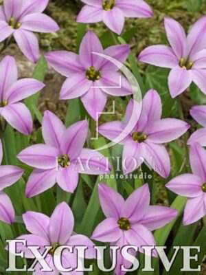 botanic stock photo Ipheion