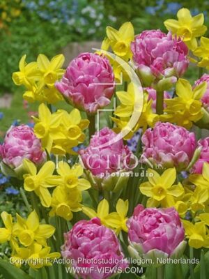 botanic stock photo Tulipa