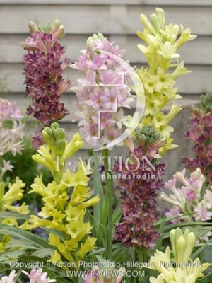 botanic stock photo Polianthes