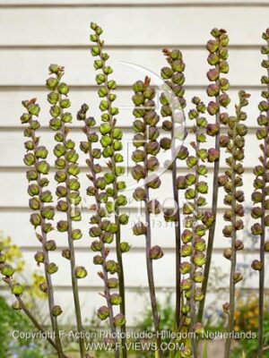 botanic stock photo Chasmanthe