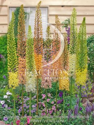 botanic stock photo Eremurus