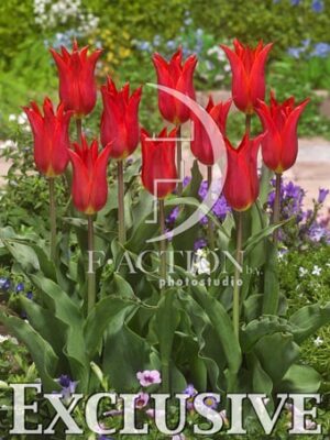 botanic stock photo Tulipa