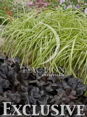 botanic stock photo Carex