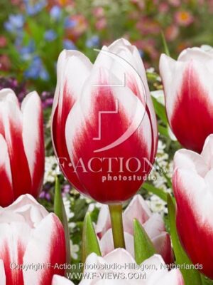 botanic stock photo Tulipa