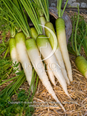 Blanche a Collet Vert