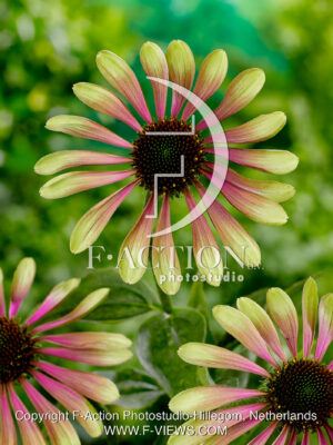 purpurea 'Green Envy'