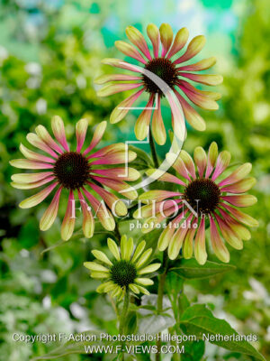 purpurea 'Green Envy'