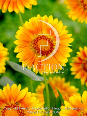 Yellow Orange