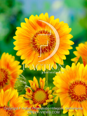 Yellow Orange
