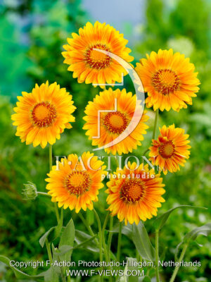 Yellow Orange