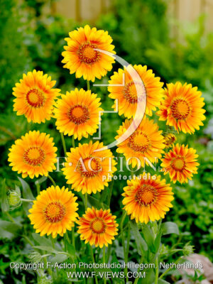 Yellow Orange