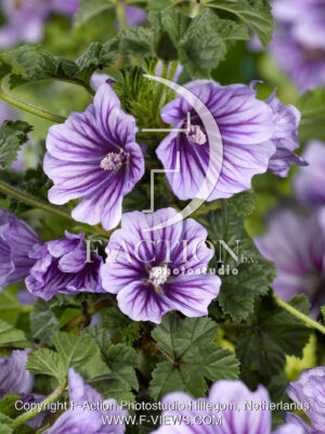 sylvestris 'Marina'