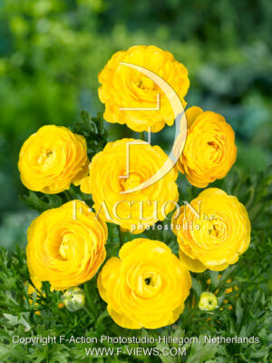 asiaticus Yellow