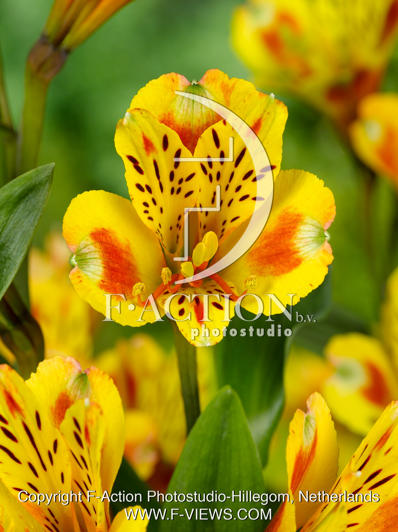 Inca Exotica