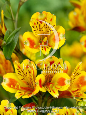 Inca Exotica