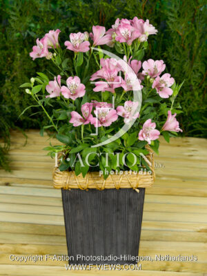 Inca Pride