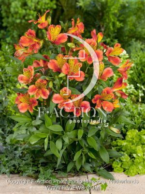 Inca Tropic