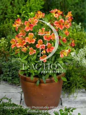 Inca Tropic