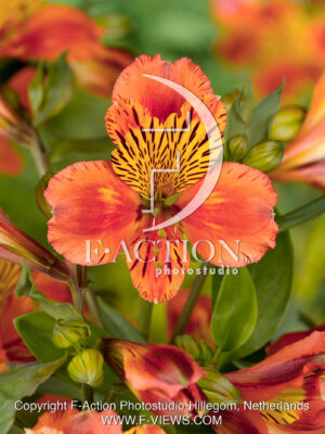 Inca Tropic