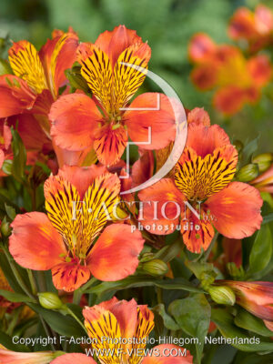 Inca Tropic