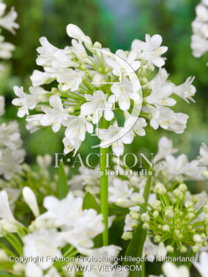 Duivenbrugge White