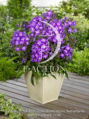 paniculata Purple Kiss