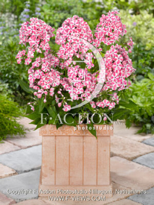 paniculata Peppermint Twist