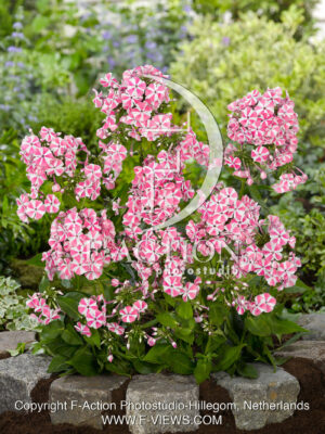 paniculata Peppermint Twist