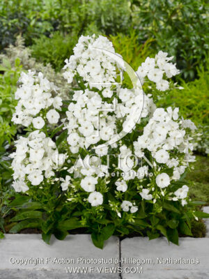 paniculata Pinacolade